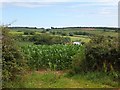 Field of maize near Stokehouse