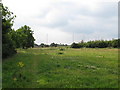 Forest near the Green Man roundabout