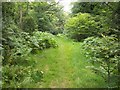 Footpath on Naphill Common