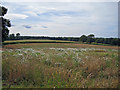 Ripe wheat and daisies