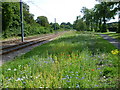 Trackside flowers on Tramlink