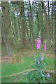 SK1190 : Foxgloves in the Forest by Mick Garratt