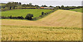 J4270 : Drumlin and barley field near Dundonald by Albert Bridge