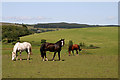 Horses at Corsock