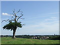 TL4500 : Tree overlooking Theydon Bois by Malc McDonald