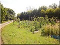 Garden by the path