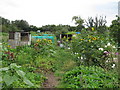 Empress Avenue Allotments