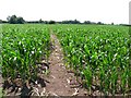 Footpath through the Maize