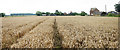 Wheat field by Clinch Street