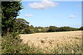 Field of ripe wheat at Pons Medda