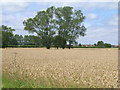 Farmland near Brigg
