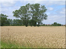 TA0008 : Farmland near Brigg by JThomas