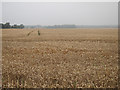 Wheat field off Lidsing Road