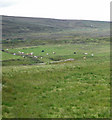 G0640 : Bucolic grazing scene near Ceide Fields by C Michael Hogan