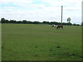 Grazing land, Pingley Farm