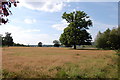 Grassland and tree at Buckhurst Farm