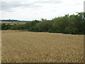 Crop field and hedgerow