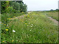 Wild flowers in a field edge near Bourne Wood