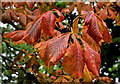 Chestnut leaves, Holywood