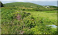 Rough grazing at Rosewall Farm