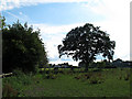 Tree and horses