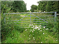 Yarrow by the gate on London Lane