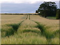 Grain-fields near Arboll