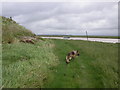 Footpath beside Lytham Creek