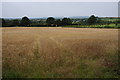 Wheatfield, Lower Nash