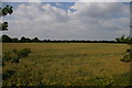 Looking west from the A10/A142 roundabout