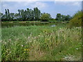 Stone Marsh Angling Club lake