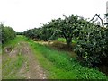 Apple orchard, Clontyclay