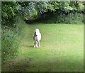 Public footpath to Red Wharf Bay