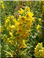 Yellow loosestrife, Newall Carr Road