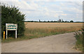 Corn at Primrose farm