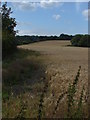 Field near Wyke