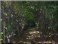 Footpath in Chelsfield Hill Wood