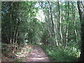 Bridleway in Foxberry Wood