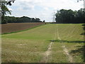 Footpath to Cuckoo Wood