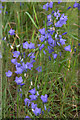 Harebells (Campanula rotundifolia), Rattray