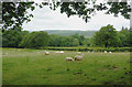 Grazing south-east of Llangeitho, Ceredigion