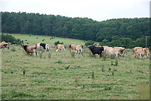 SK0628 : Herd of Jersey Cows by Mick Malpass