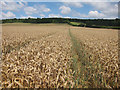 Wheat field at Bilting