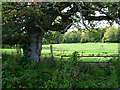 Field opposite Priory Farm