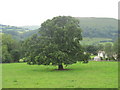 Tree near Top Cottage