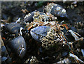 TF7545 : Mussel with barnacles by David Lally