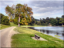 SE2769 : Path by the Lake, Studley Royal Water Garden by David Dixon