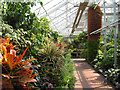 In the tropical house, Victoria Park 