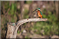 SS8777 : Female Kingfisher - River Ogmore by Mick Lobb