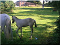 Grazing land, Burnham